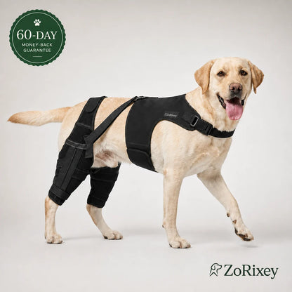 Dual-Leg Knee Brace Harness